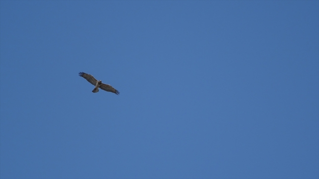 Türkiye'den Afrika'ya bir ayda 100 bin yırtıcı kuş göç etti